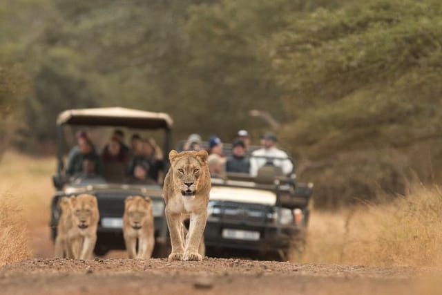 Following a lioness and her cubs is always a highlight. Fortunately, our ranger at Manyoni makes a point of following their whereabouts to give you the best chance of encountering these Big Cats.